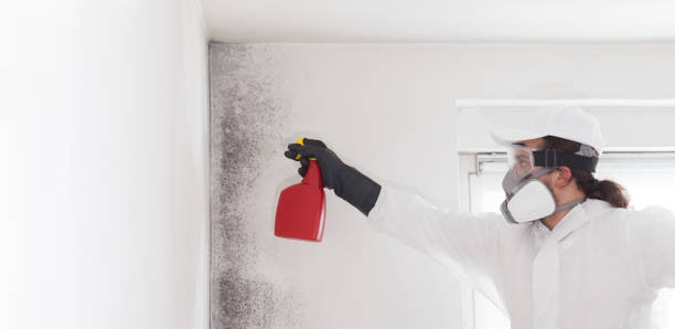 Best Attic Mold Removal  in Thunderbolt, GA