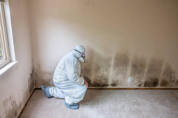 Trusted Thunderbolt, GA Mold Removal Experts