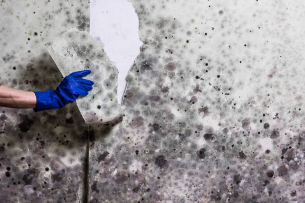 Best Certified Mold Removal  in Thunderbolt, GA