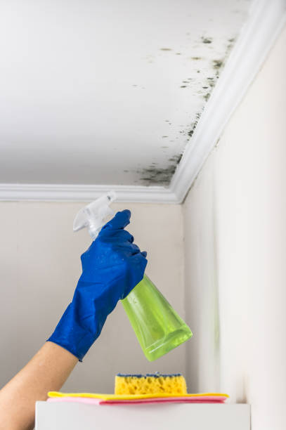 Best Black Mold Removal  in Thunderbolt, GA